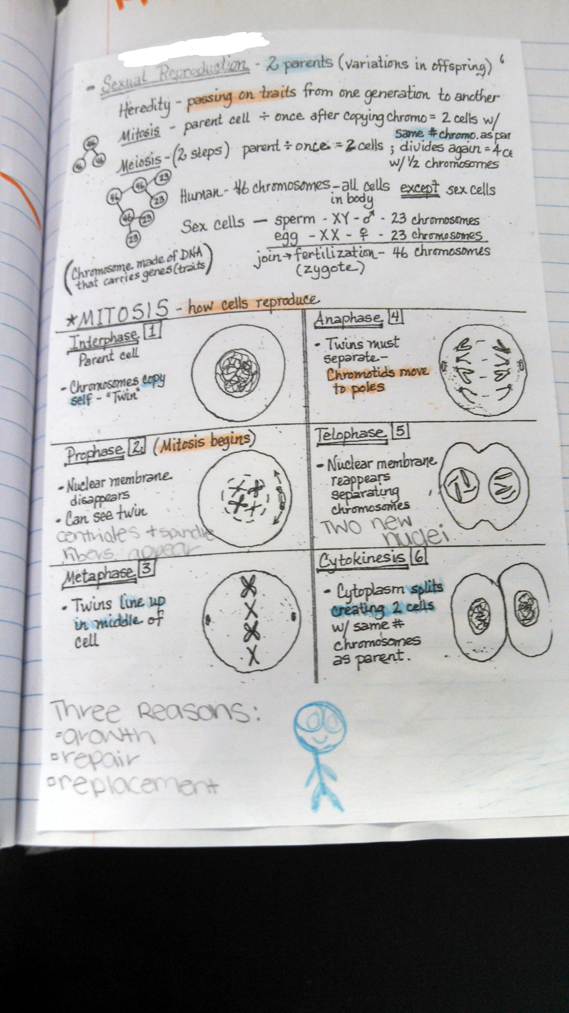 meiosis-worksheet-answer-key-biology-corner-mitosis-coloring-key-by-biologycorner-teachers-pay